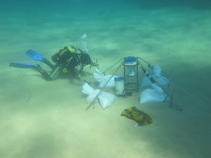 Diver deploying sensors in the Mediterranean Sea off the coast of Paphos