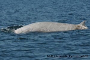 Cuvier beaked whale observed during glider operations (NMFS Scientific Permit 14809) 