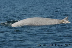 Cuvier's beaked whale surfacing